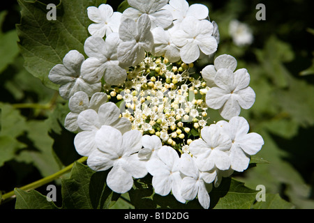 Viburno-acqua di rose sambuco Viburnum opulus fiori Foto Stock