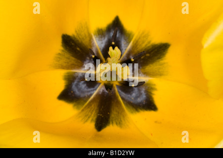 In prossimità del centro del tulipano giallo fiore Foto Stock
