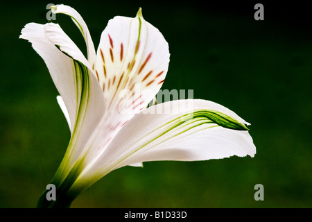 Giglio Bianco contro un sfondo verde scuro Foto Stock