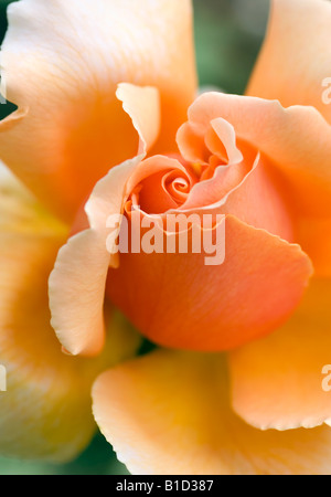 ROSA APPENA JOEY ROSE Foto Stock