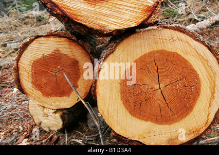 Struttura di anelli di crescita sul log in foresta Foto Stock