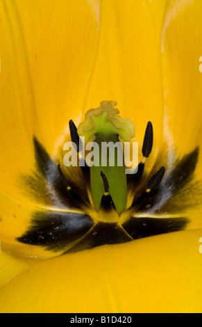 In prossimità del centro del tulipano giallo fiore Foto Stock