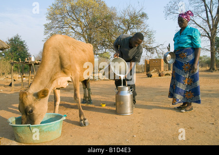 Il contadino si versa il latte fresco in un latte può, industria lattiero-casearia Magoye, Zambia Foto Stock