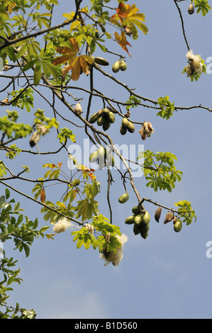 Kapok Ceiba pentandra Silk cotton tree Foto Stock