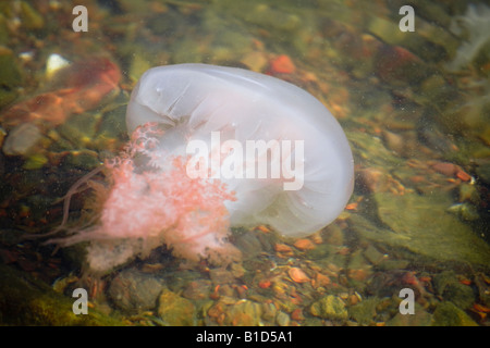 Chrysaora hyoscella Compass medusa Scyphozoa Cnidaria a Punta del Este Uruguay Foto Stock