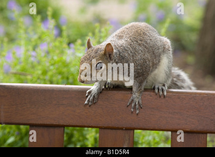 Scoiattolo grigio in un parco nel Suffolk, Regno Unito Foto Stock