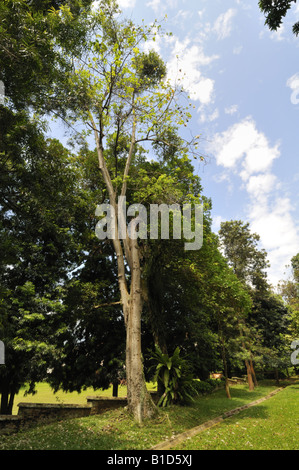 Kapok Ceiba pentandra Silk cotton tree Foto Stock