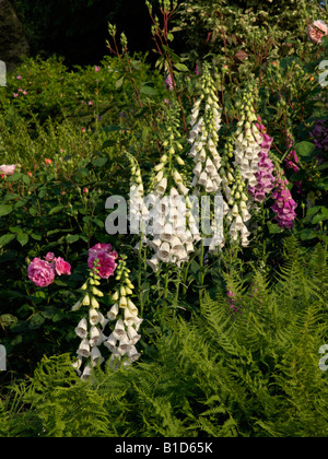 Foxglove comune (Digitalis purpurea) Foto Stock