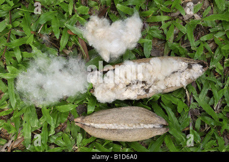 Pod di sementi e soffice fibra del Kapok Ceiba pentandra Silk cotton tree Foto Stock