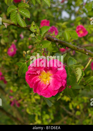 Sweet Briar (Rosa rubiginosa 'edith bellenden') Foto Stock