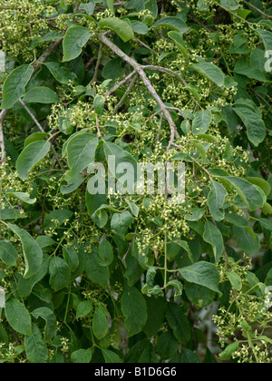 Compact roveto ardente (euonymus alatus compactus "') Foto Stock