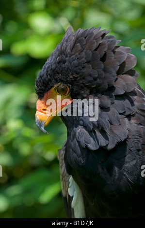 Bateleur Eagle: Terathopius ecaudatus. Captive Foto Stock