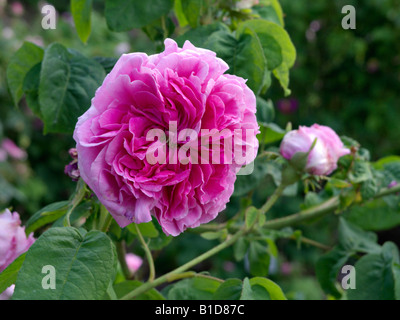 Cavolo cappuccio rosa (rosa centifolia x 'Reime des Amateurs') Foto Stock