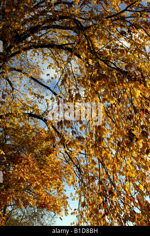 Colori d'autunno Foto Stock