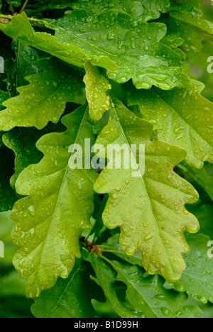 La quercia sessile lascia Quercus petraea, Galles, Regno Unito. Foto Stock