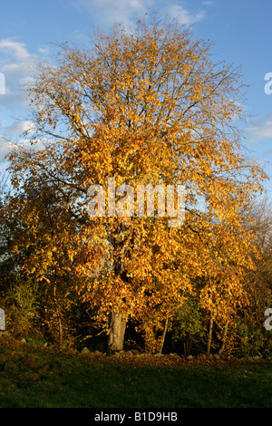 Colori d'autunno Foto Stock