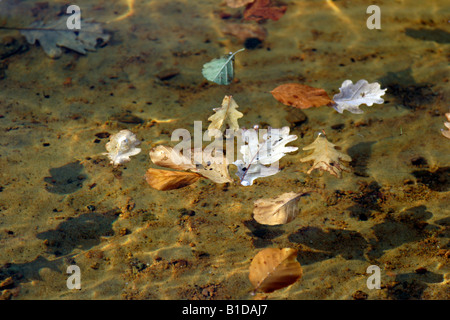 In autunno i giochi di luce sulla superficie dell'acqua Foto Stock