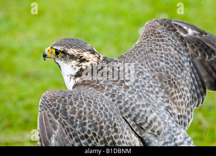 Captive Falco Pellegrino, predator, Hawk, becco, piume, Wild, raptor, preda, falconeria al display di uccelli, Scotland, Regno Unito Foto Stock