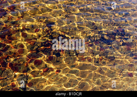 In autunno i giochi di luce sulla superficie dell'acqua Foto Stock