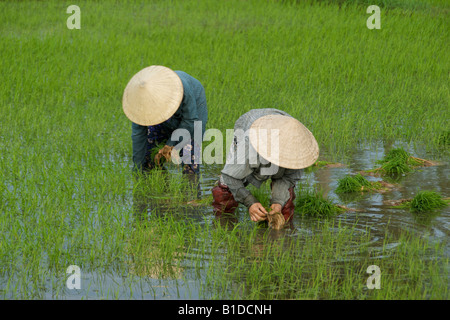 La piantagione di riso vicino a Hoi An Vietnam Foto Stock