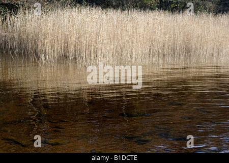 In autunno i giochi di luce sulla superficie dell'acqua Foto Stock