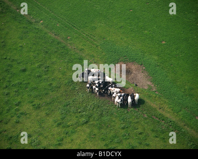 Fotografia aerea di vacche in un campo di erba vicino a Roosendaal Noord Brabant Paesi Bassi Foto Stock