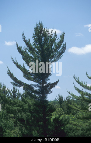 Orientale di pino bianco, Pinus strobus Foto Stock