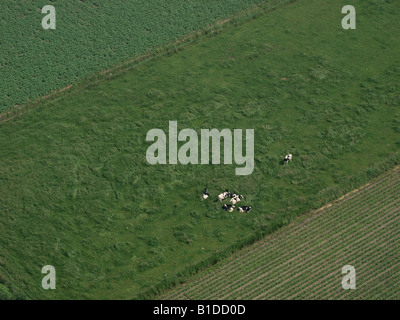 Fotografia aerea di vacche giacente in un campo di erba vicino a Roosendaal Noord Brabant Paesi Bassi Foto Stock