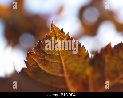 Estratto del foglio Foto Stock