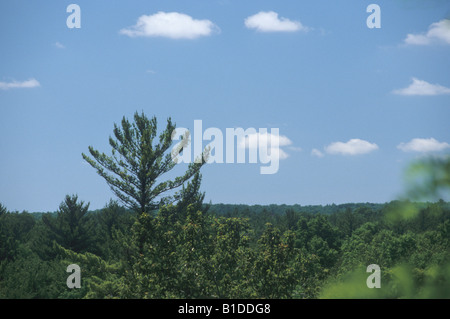 Orientale di pino bianco, Pinus strobus Foto Stock