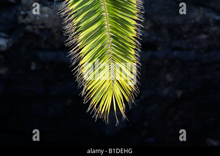 La germogliazione splendore Foto Stock