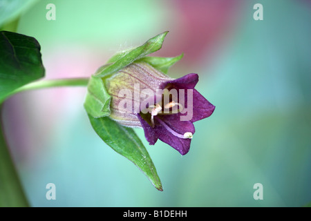 Una chiusura della belladonna in fiore pianta conosciuta anche come Deadly Nightshade Foto Stock