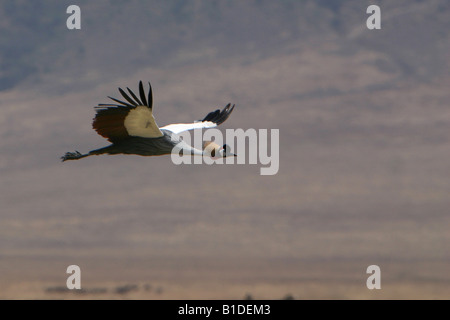 Unico Grey Crowned Crane (Balearica regulorum gibbericeps) in volo nel cratere di Ngorongoro, Tanzania Africa Foto Stock