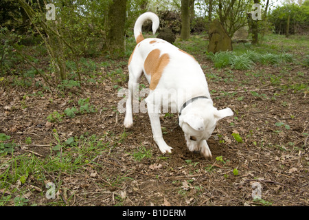 Incroci di cane di scavare un buco,Hampshire Inghilterra Foto Stock