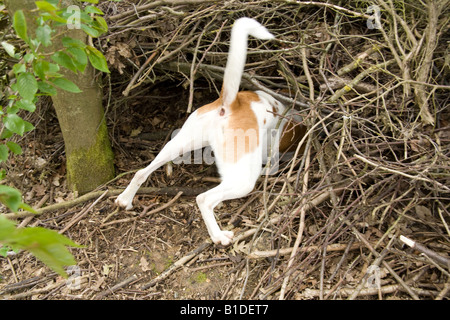 Incroci di cane di scavare un buco,Hampshire Inghilterra Foto Stock