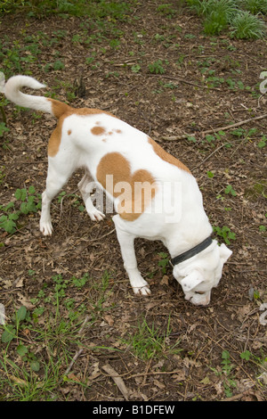 Incroci di cane di scavare un buco,Hampshire Inghilterra Foto Stock