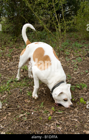 Incroci di cane di scavare un buco,Hampshire Inghilterra Foto Stock