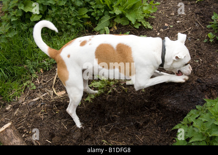 Incroci di cane di scavare un buco,Hampshire Inghilterra Foto Stock