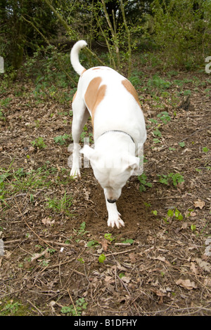 Incroci di cane di scavare un buco,Hampshire Inghilterra Foto Stock