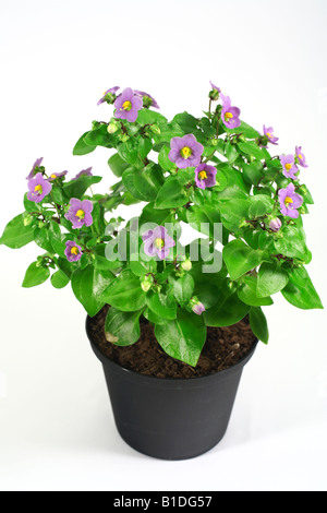 Fioritura viola persiano Exacum affine di Foto Stock