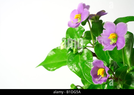 Primo piano della fioritura viola persiano Exacum affine di Foto Stock