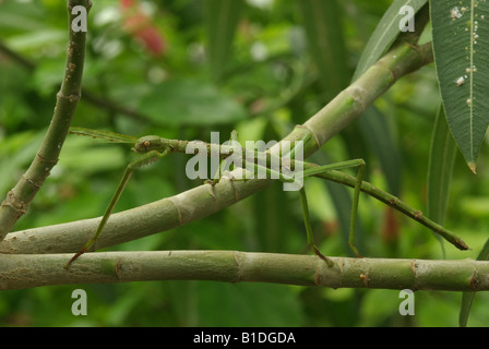 Queensland titan ninfa, un australiano fasmide (Acrophylla wulfingi) Foto Stock