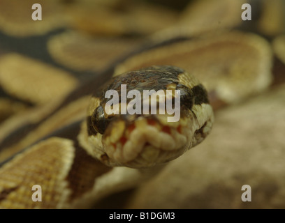 Royal Python (Python regius) Foto Stock