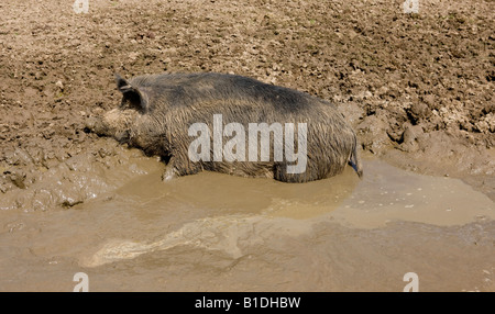 Un maiale consiste in un bagno di fango per rinfrescarsi nelle calde giornate estive Foto Stock