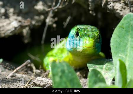 piccolo drago Foto Stock