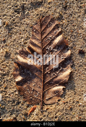 Estratto del foglio Foto Stock