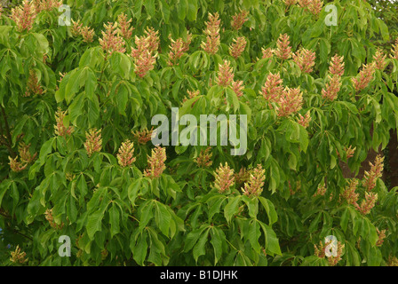 Aesculus mutabilis INDUTA Foto Stock