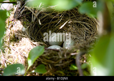 Tordo Mistle nest uova Turdus viscivorus Foto Stock