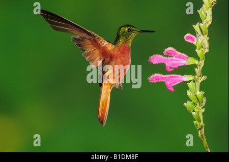 Chestnut-Breasted Coronet Hummingbird Boissonneaua matthewsii adulto alimentazione dalla salvia Papallacta Ecuador Ande America del Sud Foto Stock