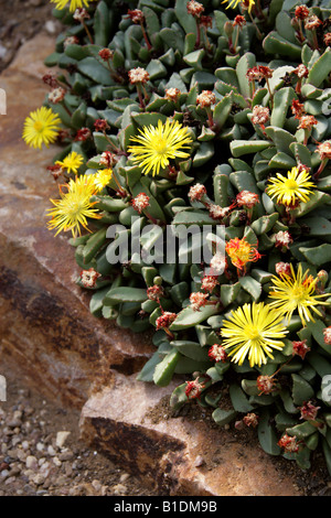Impianti di pietra o tappeto erbacce Bijlia tugwelliae Aizoaceae Provincia del Capo Sud Africa Foto Stock